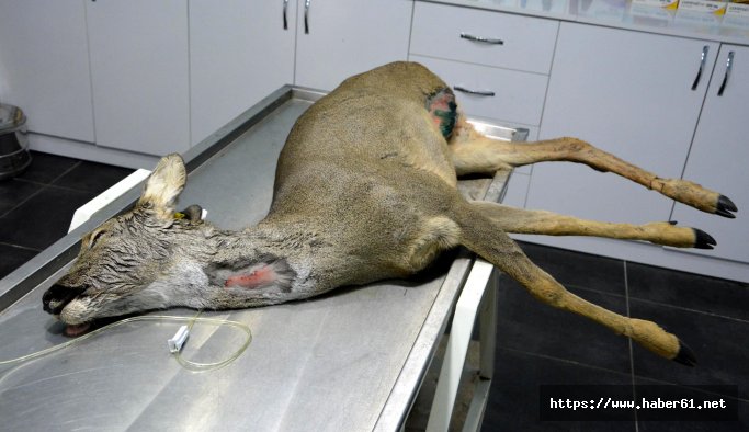 Aracın çarptığı karacanın bacağı kesildi