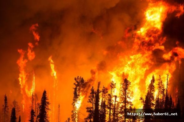 Araklı'da yangın yeniden başladı