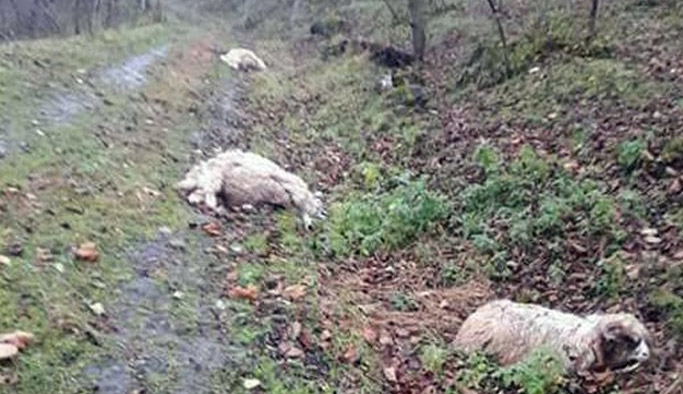 Aç kalan kurtlar koyunlara saldırdı