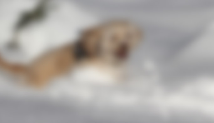 Karda mahsur kalan köpek 3 saatte kurtarıldı