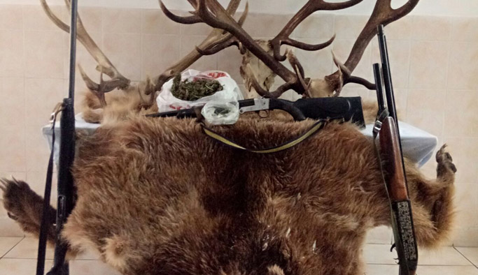 Ayı, karaca ve geyik avcılarına ceza kesildi
