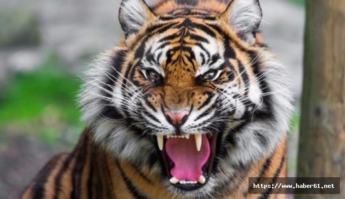 Sirkten kaçan kaplan dehşet saçtı