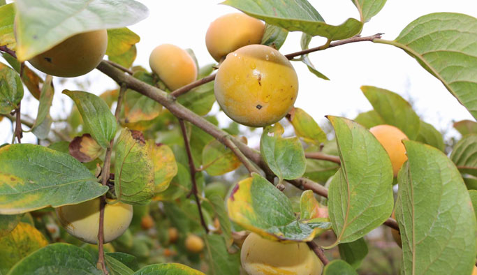 Trabzon Hurması için çalışmalar başladı