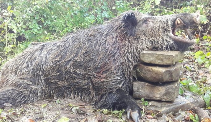 300 kilogram ağırlığındaki domuzu avladılar