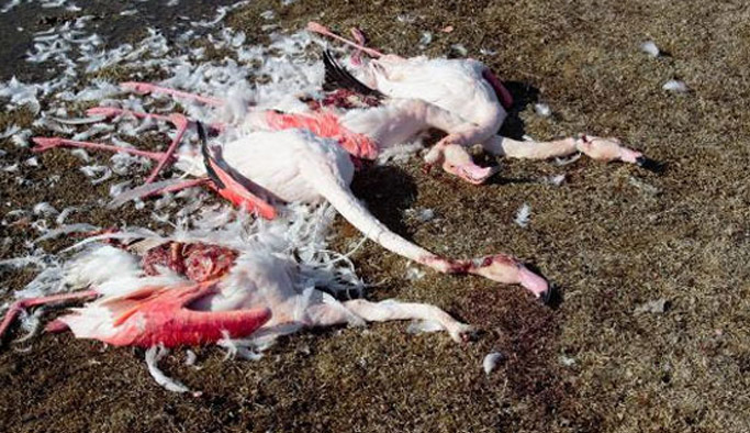 Konya'da flamingo katliamı!