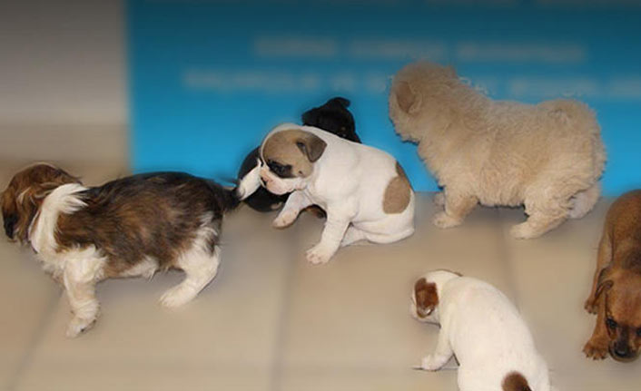 Otomobil bagajında bulundular!