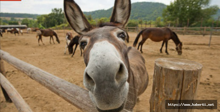 Hindistan'da eşekler hapsedildi!