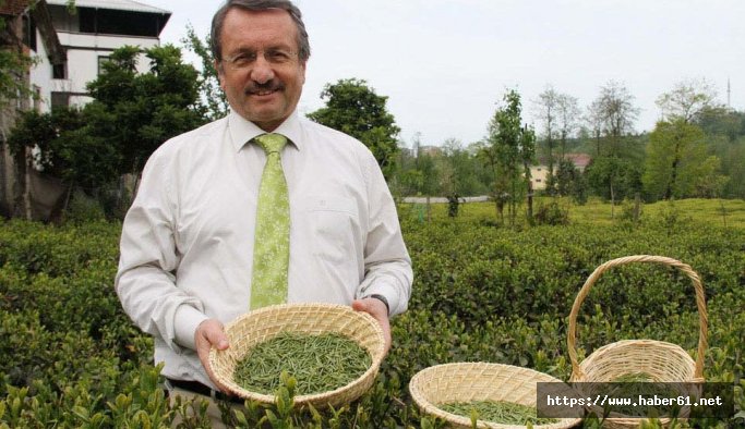 Karadeniz çayını tam 100 ülke tüketiyor