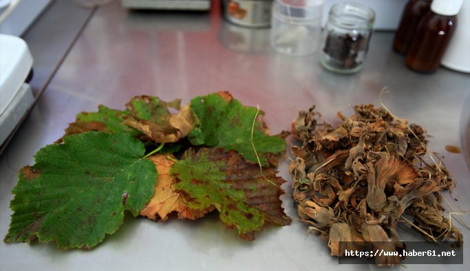 Fındık yaprağından bunu da yaptılar