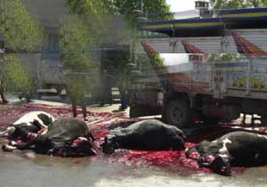 Hayvan 'leş'leri et diye satılıyor!