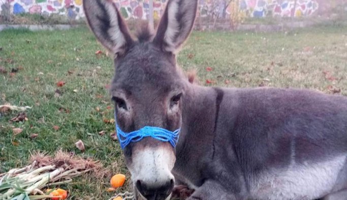 Yaralı eşek için seferberlik