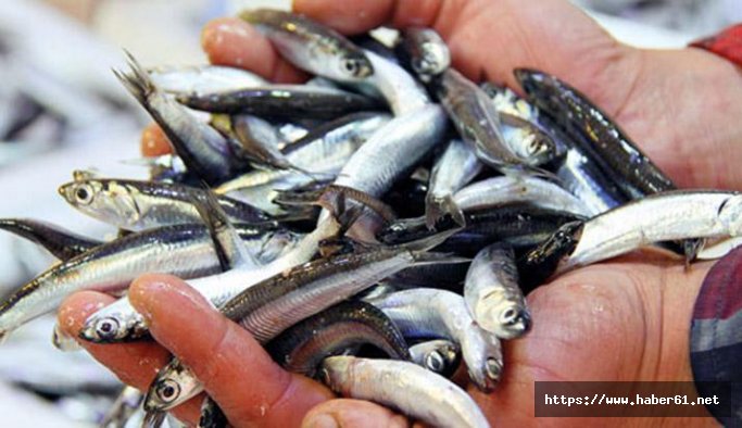 Karadeniz hamsisi zamlandı!