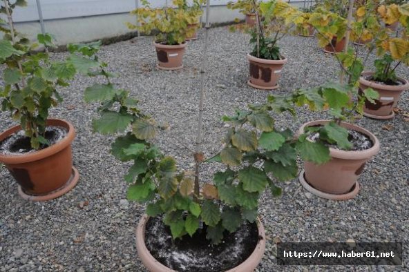 Fındıkta sertifikalı fidan üretimine geçildi