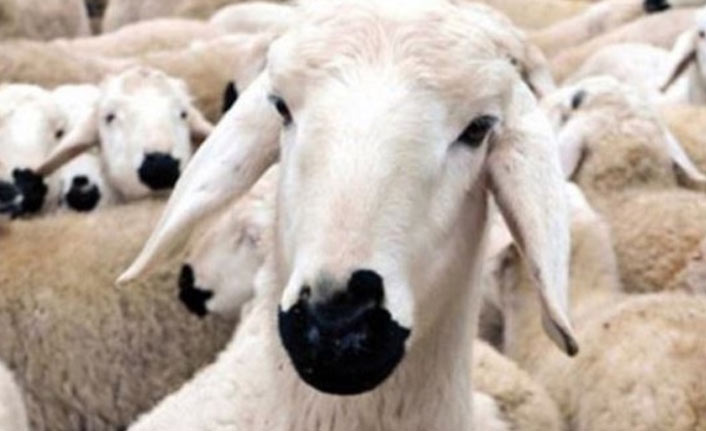 Kurbanlık koçlarını dolandırıcılara kaptırdı!