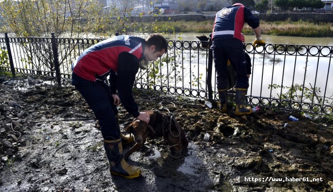 5 gün mahsur kalan köpek kurtarıldı