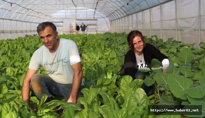 Trabzon'da pazarcılığı bıraktı, seracı oldu