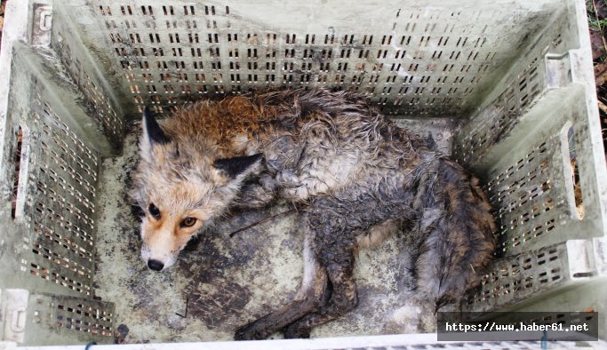 Arabanın çarptığı yaralı tilki tedaviye alındı