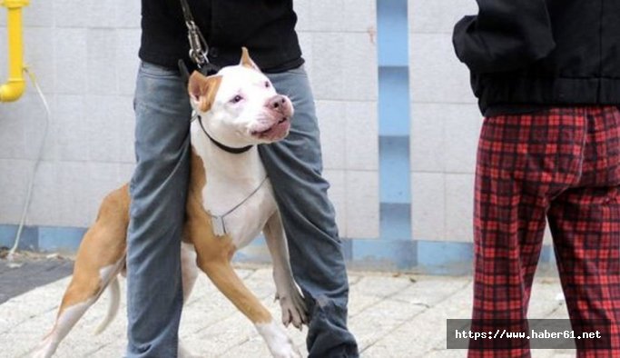 Mahkeme Trabzonlu gencin köpeğini silah saydı!