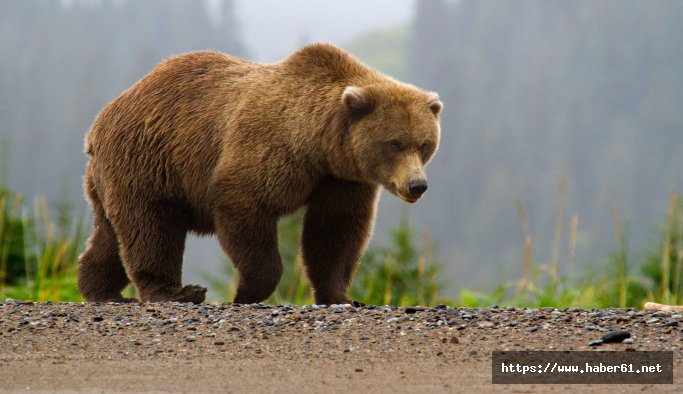 Trabzon'da PKK sığınağını ayı ortaya çıkarmış!
