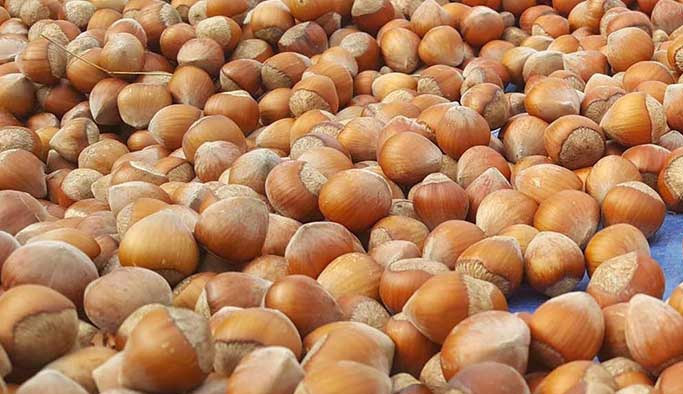 Trabzon'dan 65 ülkeye fındık