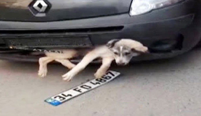 Akıl almaz olay! Tamponda köpek...