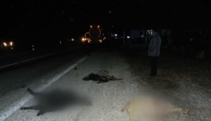 Tanker küçükbaş hayvan sürüsüne daldı
