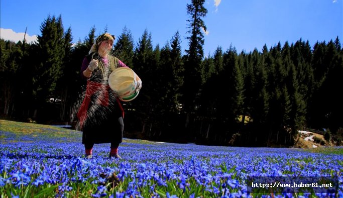 Kadıralak Yaylası ihaleye çıkıyor!