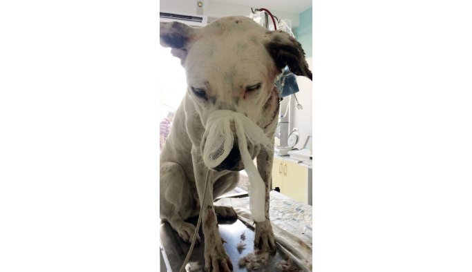 Yaralı köpeğin röntgen filmi şok etti