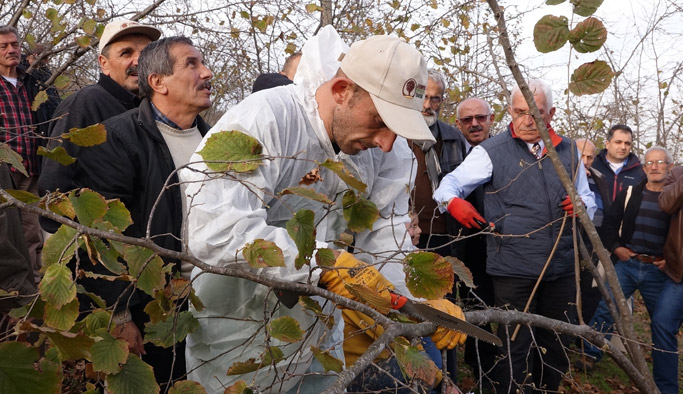 Verim artışı için fındığı buda