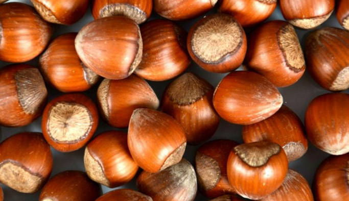 "Fındıkta kalite sorunu var"