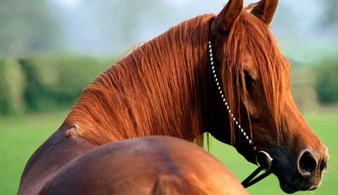 İğrenç olay! Ata tecavüz ederken yakalandı!