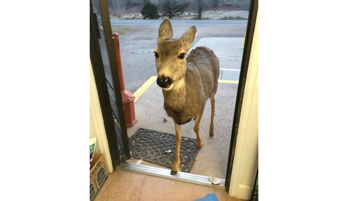 Markete geyik girerse...