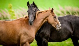 Skandal! Bakan doğruladı: TSK'ya at eti satıldı