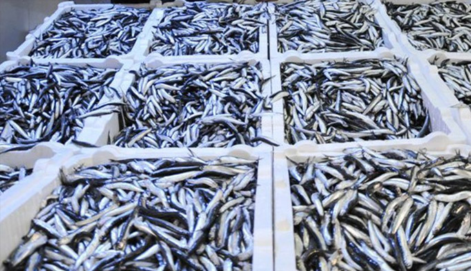 Ucuz hamsi için kar yağışı bekleniyor