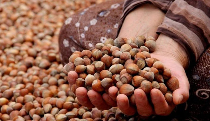 Fındıkta kalite düşüyor uyarısı!