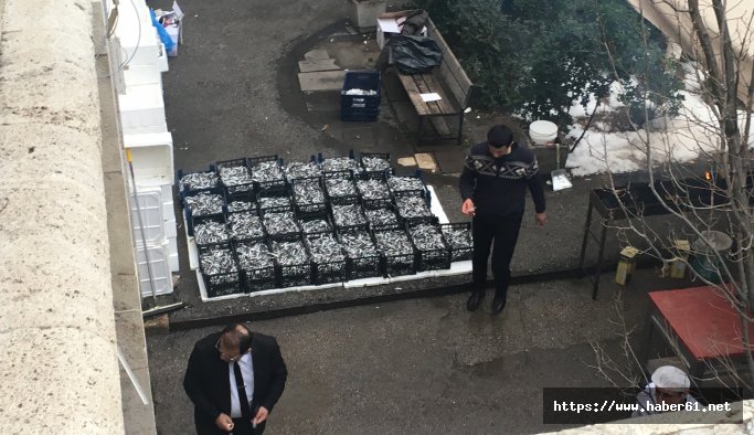 Meclis bahçesinde hamsi partisi!