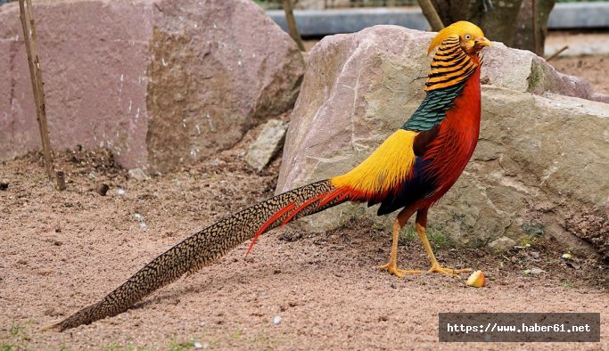 2017 yılında Samsun’da 14 bin sülün üretildi