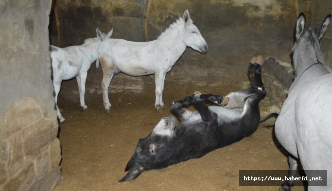 Kadrolu eşekler güne Mozart ile başlıyor