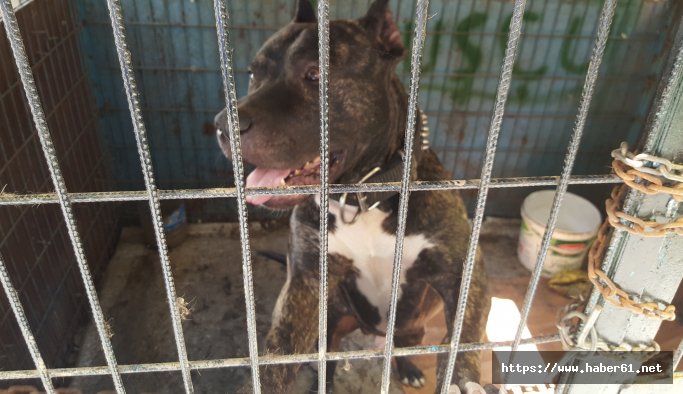 Köpeğe cinsel istismara para cezası