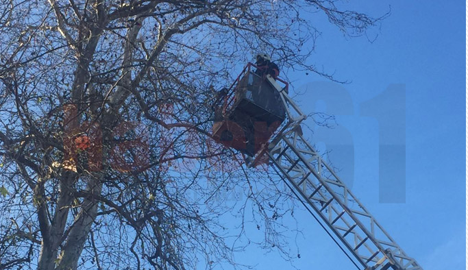 Trabzon’da papağan kurtarma operasyonu