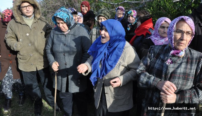 Termik santral için zeytin ağaçlarının sökülmesine tepki
