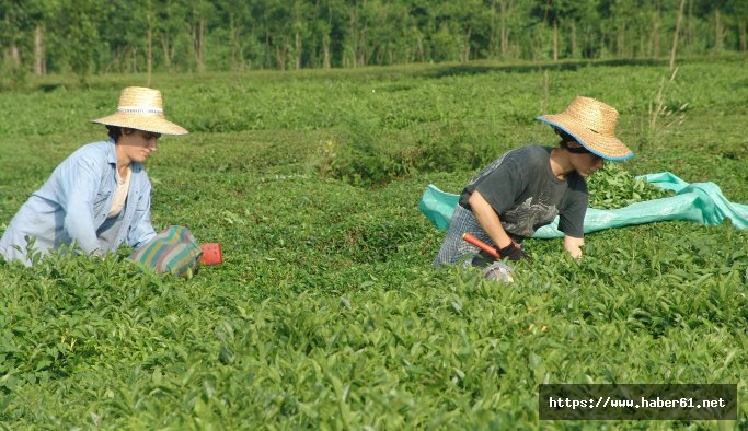 Trabzon'da en yaşlı çay alanı 65 yaşında!