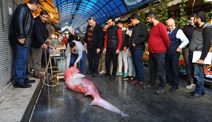 Gören şaşırdı! Balıkçılar tekneye zorla çıkardı...