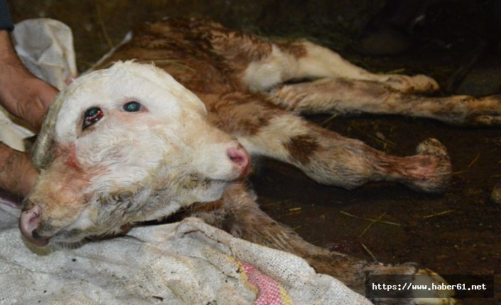 4 gözü, 2 ağzı var! Çift başlı buzağı şok etti