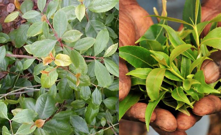 Khat yani yemen otu nedir?  Khat bitkisi ne işe yarar?