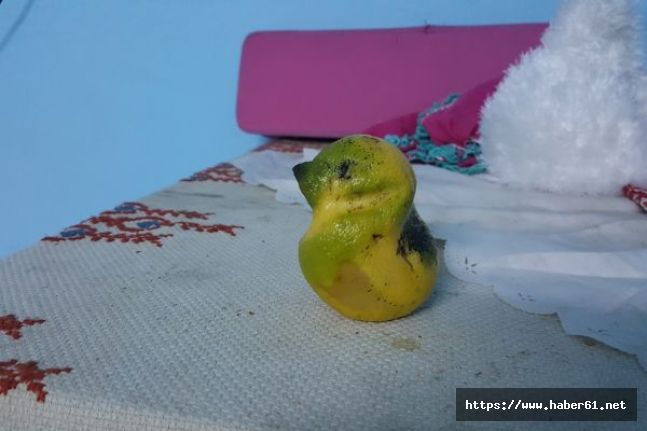 Muhabbet kuşu değil limon!