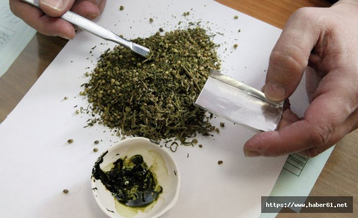 California'da marihuana satışı serbest bırakıldı