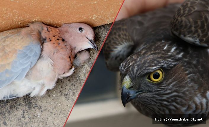 Kumruyu havada öldürdü, kendi ölümden döndü