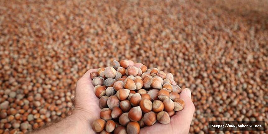 TMO fındık alımlarına ara verdi