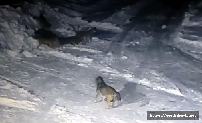 Aç kalan kurtlar kangal yavrusunu parçaladı